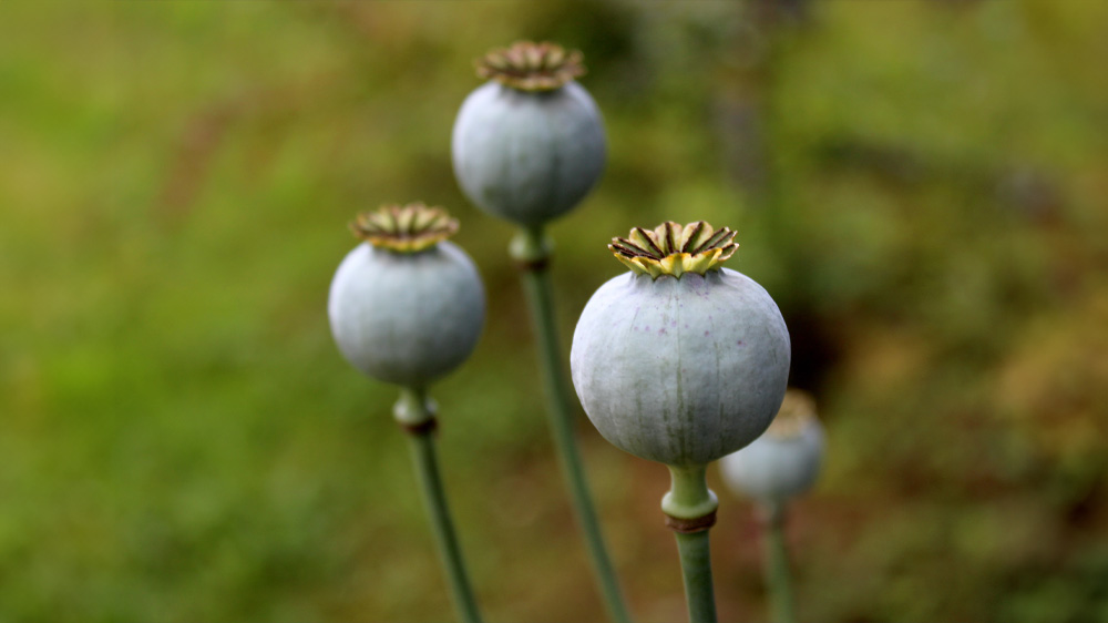 Opium poppy flower bud on a dark green leaves background.