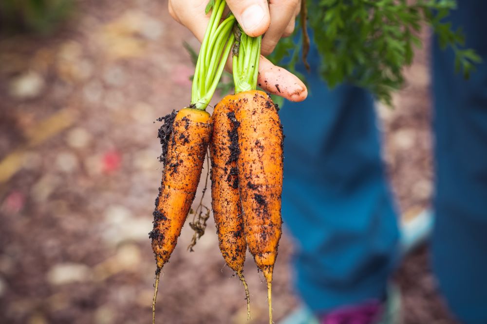 The image shows carrots.